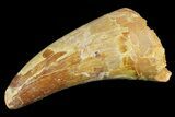 Cretaceous Fossil Crocodile Tooth - Morocco #154947-1